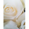 Ширма "Белые розы"