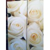 Ширма "Белые розы"